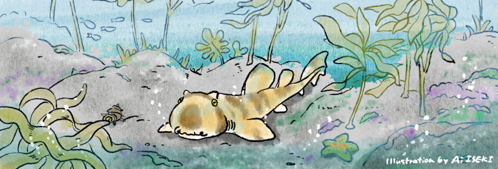 海藻の森で暮らすネコザメ